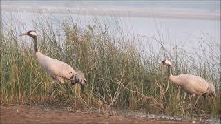 common crane