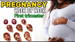 Pregnancy week by week / first trimester pregnancy/ fetus development