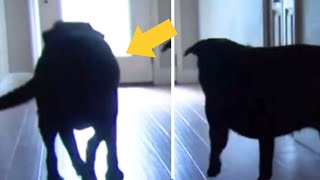 Old Woman Was About To Lose Her Life, Her Two Giant Dogs Did Something Unbelievable Saving Her