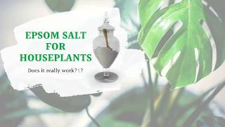 Epsom Salt as a Miracle Cure for Houseplants