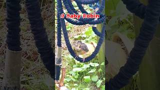 Part 1: Adventures of a Baby Robin | Out of the Nest #birds #wildlife #nature