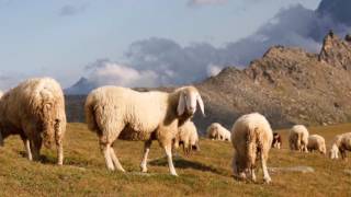 Gheorghe Zamfir - The Lonely Shepherd - Einsamer Hirte