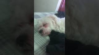 Sleepin away #youtube #dog