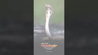 #trending #song #shortvideo #whatsappstatus #snake