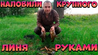 Рыбалка на крупного линя руками