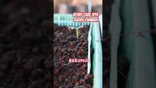 Bibit Cabe Keriting Umur 2 Mingguan #youtubeshorts #shorts #cabe #benihcabe #bibit #cabekriting