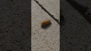 Sidewalk walker - Yellow Woolly Bear in a hurry