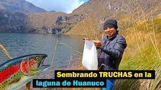 Sembrando TRUCHAS en la laguna del distrito de conchamarca (Huanuco Perú)