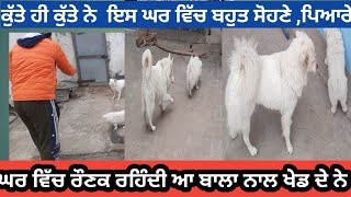 ਘਰ ਵਿੱਚ ਬਹੁਤ ਪਿਆਰੇ ਕੁੱਤੇ ਰੱਖੇ ਨੇ , dogs in house,ਬਹੁਤ ਵਧੀਆ ਕੁਆਲਿਟੀ ਦੇ ਕੁੱਤੇ ਨੇ ,dog lover all indian