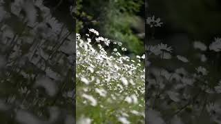 flowers and #rain