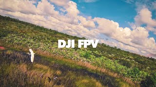 DJI FPV Freestyle Thru Trees, Birds, Wildlife Area