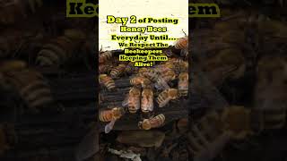 Beekeepers Faceoff Saving Honey Bees from EXTINCTION! - Day 2 of Project Apiary