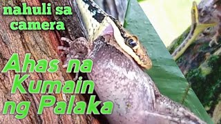 Snake Eating Frog || Ahas na Kumakain ng Palaka