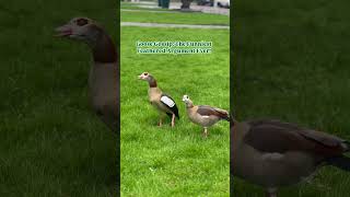 Funniest video today on internet #funny animals#funnybirds #funny #howtoviralshortvideo #nl #nature