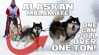 The Alaskan POWERHOUSE - Alaskan Malamute - Animal a Day