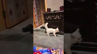 cute baby cats funny video | funny cat videos | funny animal videos | cute kittens| shorts #pets