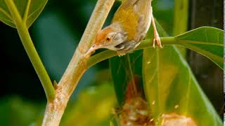 Male Common Tailorbird picking ants by Daisy O'Neill