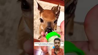 cute baby deer🦌#shortsfeed #ytshorts #shorts #short #animals #viralshorts #youtubeshorts #shortvideo