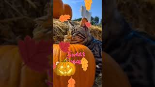 Pumpkin cats//гарбузові коти