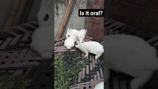 is it oral #youtubeshorts #pet #bunny #punjabisong #animal