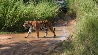 Tiger walks to her prey at Tadoba- October 2021