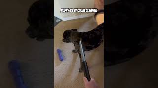 Puppy vs Vacuum #pets #pet #puppy #doglover