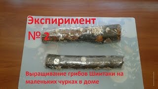 Шиитаке на маленькой чурке Результат