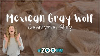 Mexican Gray Wolf | Conservation Story | EdZOOcating Adventures