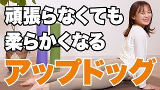 【初心者脱出】太陽礼拝 アップドッグをマスター 現役ヨガインストラクターがレクチャーします ヨガ必須ポーズをさらに深堀り