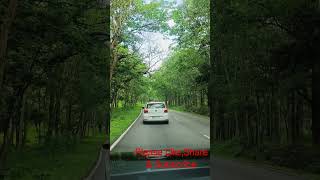 Way to WAYANAD - Part 3 #drive #wayanad #forest #nature #mysore #car