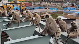 Monkey Video  🐒🐵// Indian Langoor Eating Food