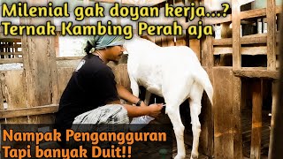 Analisa Potensi Ternak Kambing Perah -  Sahabat Ternak 1 Farm Kemirikebo