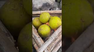 roasting  breadfruit  with bamboo #shorts #country style