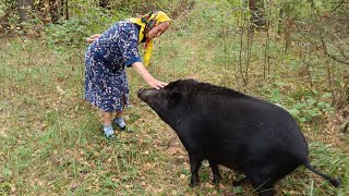 Девяностолетняя бабуля смогла усмирить дикого кабана.