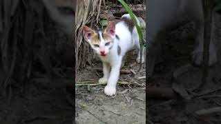 😻Cute street cat baby😻#shorts #streetcats  #kitten