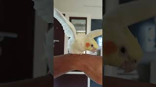 Adorable Cockatiel Coku's😘 🪽 Play Time and Funny Dancing🤣  #shorts#trending#viralvideo#pets#birds