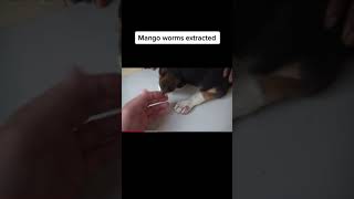 How To Extract Mango Worms from A Dog's Paw #tiktok #satisfying #worms #mangowormsremoval