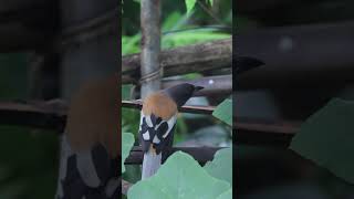 Rufous Treepie #rufoustreepie #birds  #birdwatchingbliss  #4k #birdslover #nature #backyardwildlife