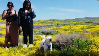 Blooming Beauty: explore the wild flowers of Carrizo plains national monument