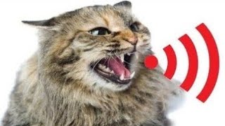 Billi Ki Awaaz Meow Meow | Cat Sounds Angry | Cats Meowing Video | बिल्ली की आवाज