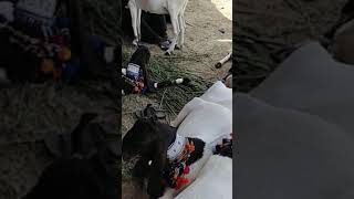 Patari goats || patari bakri ||patari goat.