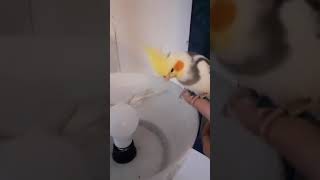 cockatiel