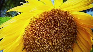 Sunflower 🌻 in the Neighborhood from A Gardener's Notebook