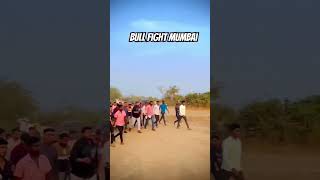 bull fight mumbai सप्त हिंदकेसरी  भारत #bullfightmaharashtra #bailgadasharyat #jd #bulls #love