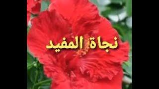 شرح مبسط لوسائل التصدي للفيروسات. فل نرتقي و نتعلم هذه فرصتنا للتجديد