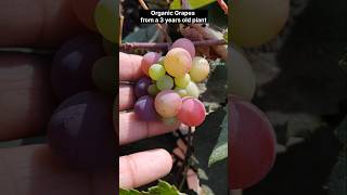 Lots of Organic Grapes Harvested #gardeningshorts #shorts #viralgardenshorts #grapesharvest