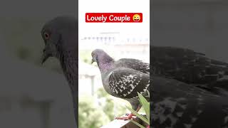 Cute pigeons 🥰26 April 2024 #birds #pigeon#Viral #youtubeshorts #youtube.