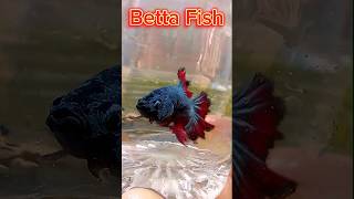 বেট্টাফিস 🥰#bettafish😇#bettafighter #betta 🫣#maserkhamar #youtubeshorts #shortvideo