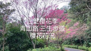 [賞櫻最前線]  2/16 北海岸 新北 三芝櫻花季  青山路 三生步道 櫻花花況 ！！  記得 訂閱 才能收到第一手資訊 謝謝！！