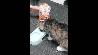 Snack time for my cat#cat #catvideos #catshorts #shorts #viralvideo